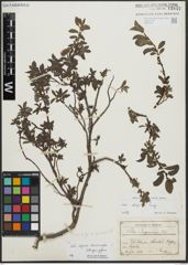 Foto von Salix alpina Scop. x Salix breviserrata Flod.